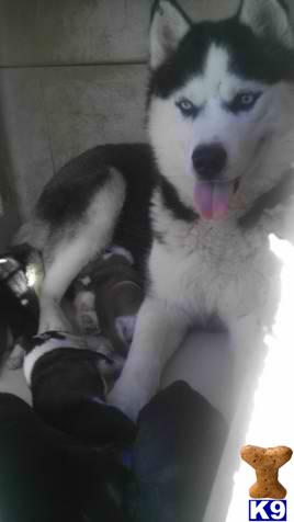 Puppies in Escondido